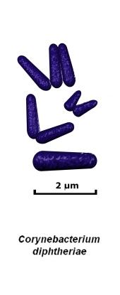 gram positive rods drawing